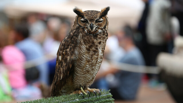B&uacute;ho cornudo o b&uacute;ho &ntilde;acurut&uacute;
