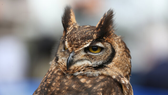 B&uacute;ho cornudo o b&uacute;ho &ntilde;acurut&uacute;