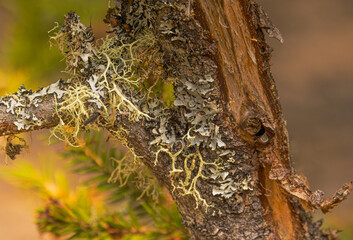 Wolfe Lichen And Blue Lichen