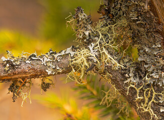Wolfe Lichen And Blue Lichen