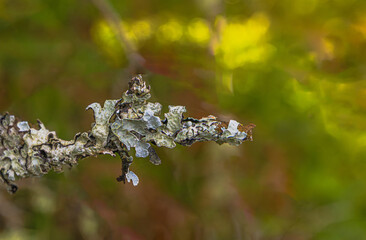 Blue Lichen On Tree Bark