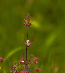 Prairie Smoke