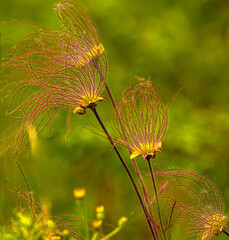 Prairie Smoke