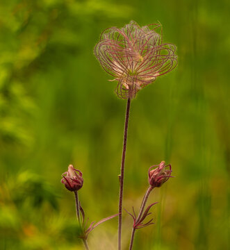 Prairie Smoke
