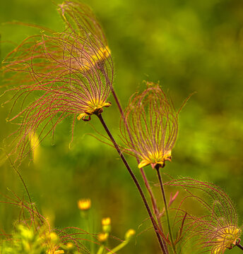Prairie Smoke