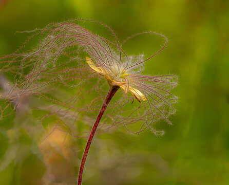 Prairie Smoke
