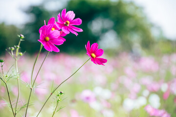 背景をぼかしたコスモスの写真