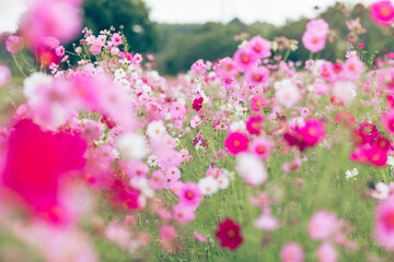 コスモスの群生