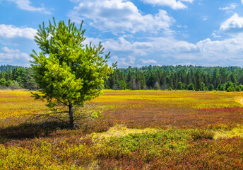 Blue Skies And Blue Berries