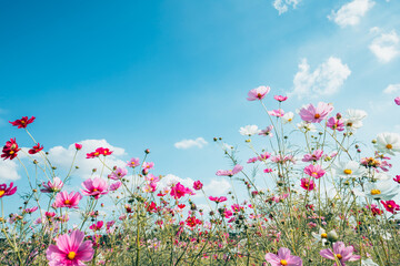 青空の下から撮影したコスモス