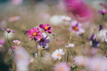 背景をぼかしたコスモスの写真