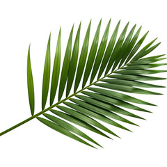 Vibrant Green Palm Frond: Tropical Leaf Texture for Design