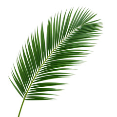 Lush Green Palm Frond: Tropical Leaf for Design Projects