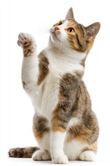 Playful cat raising paw