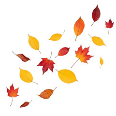 Fototapeta premium Vibrant Autumn Leaves: A Stunning Fall Foliage Collection