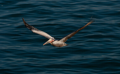Flying California Brown Pelican over Pacific Ocean