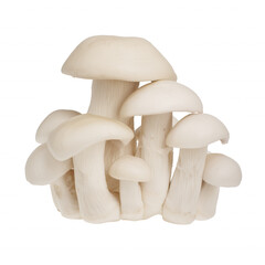 Cluster of white mushrooms with beige undertones on transparent background