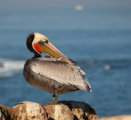 Formerly endangered California Brown Pelican on rocks in LaJolla