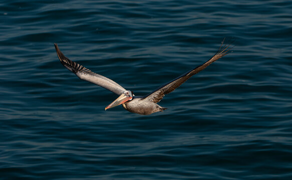 Flying California Brown Pelican over Pacific Ocean