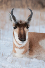 Buck pronghorn portrait with snow background

