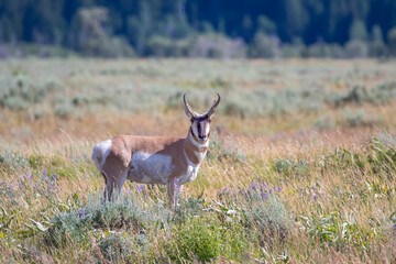 Buck pronghorn in grass meadow watching harem