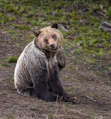 Young grizzly bear iscratching face with paw

