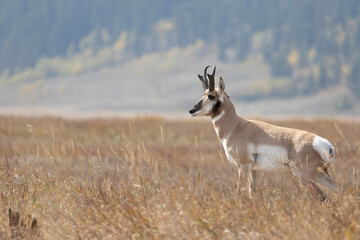 Buck pronghorn in grass meadow overlooking harem
