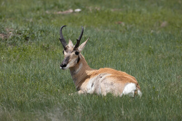 Buck pronghorn in grass meadow lying down