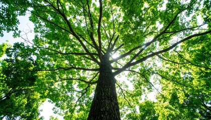 Fototapeta premium Lush green tree canopy, vibrant leaves, and sunlight streaming through the branches, create a peaceful and serene image.