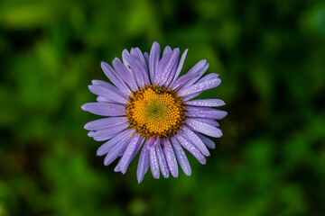 Fototapeta premium Water Droplets Cling To Petals On Single Aster Bloom