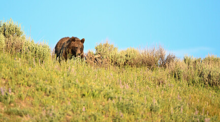 Young Grizzly Bear Crests Over Sage Coverd Hill In Yellowstone