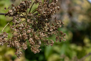 Seeds on the stem of the Dorema ammoniacum (gum ammoniac) plant outdoors in a garden.
