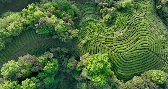 Aerial footage of tea farm terrace landscape in China