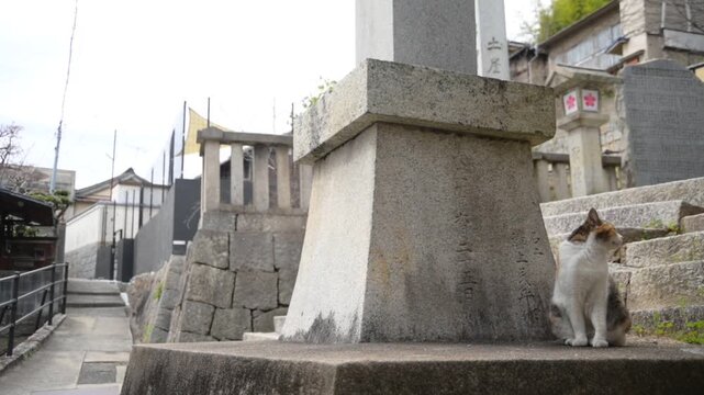 御袖天満宮の参道でくつろぐ地域猫 （広島県尾道市, 2025年4月）
