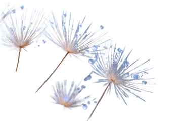 Delicate,  pale dandelion seed heads,  close-up,  water droplets,  illuminated,  against black background