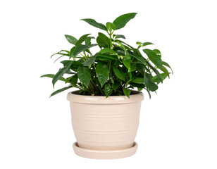 Fototapeta premium Vibrant green potted plant brings natural beauty and freshness into any modern home or office space