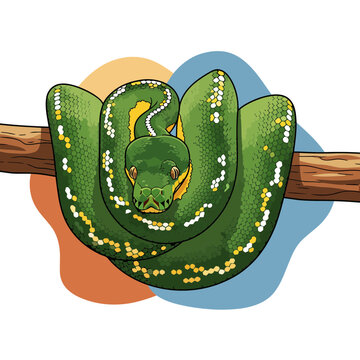 Striking vector illustration of a green tree python in minimalist style with sharp lines and vibrant colors, capturing its elegant coiled form in natural habitat.