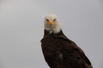 Majestic Bald Eagle in Natural Habitat – Wildlife Photography Collection