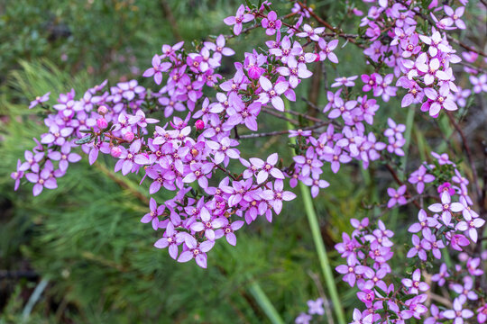 Boronia plant in flower