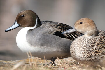 Anas acuta pair resting together in Tokyo, Japan