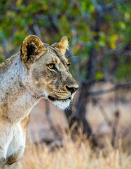 Obraz premium Lioness in profile, natural habitat