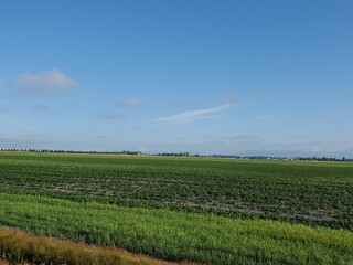 farm field