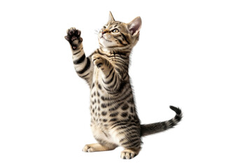 Fototapeta premium Playful kitten reaching up isolated on transparent background transparent background indoor, outdoor, no people, keyword 30