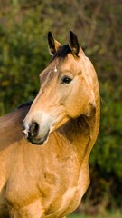 Obraz premium Horse portrait in autumnal setting