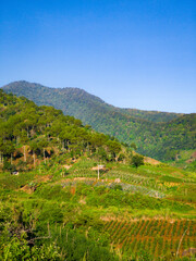 Scenic green hills with pine trees and cultivated farmland under a clear blue sky.