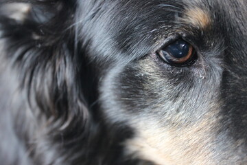 Fototapeta premium close up portrait of a black dog
