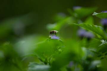 Macro of a bee pollinating a small wildflower in a garden. The vital role of bees in nature