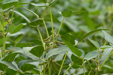 Young soy pods in the field. Soybeans ripening in the field on a summer day. A soybean plantation near Almaty.