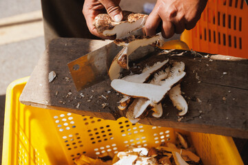 Slice wild Tricholoma matsutake mushroom in China