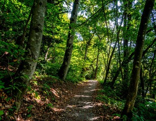 Fototapeta premium Sunlight-drenched forest path